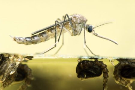 The Essential Guide to Arkansas Mosquito Control Services